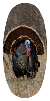 DASOV 315 Gone Hunting (Turkey)